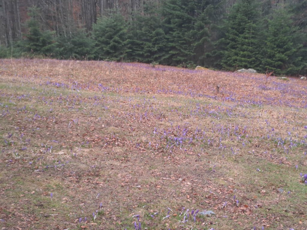 photo74.jpg