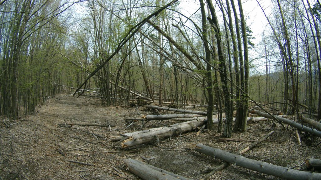 photo67.jpg
