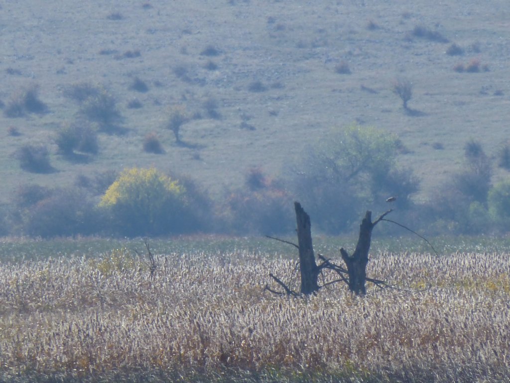 photo29.jpg