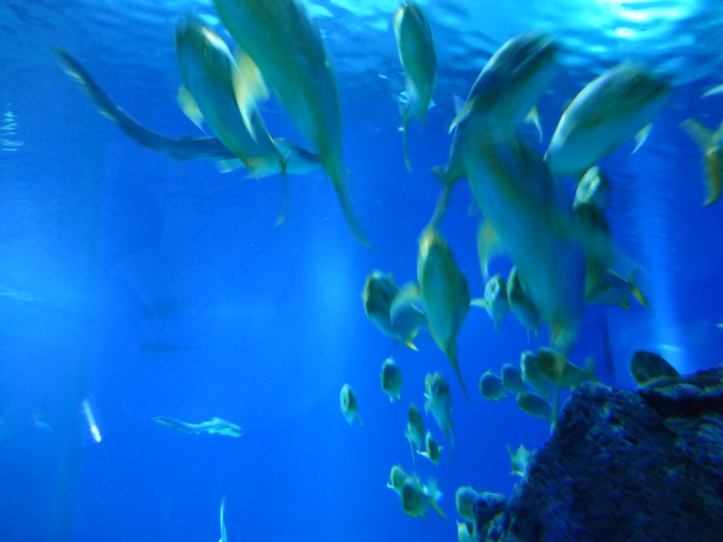 photo46.jpg