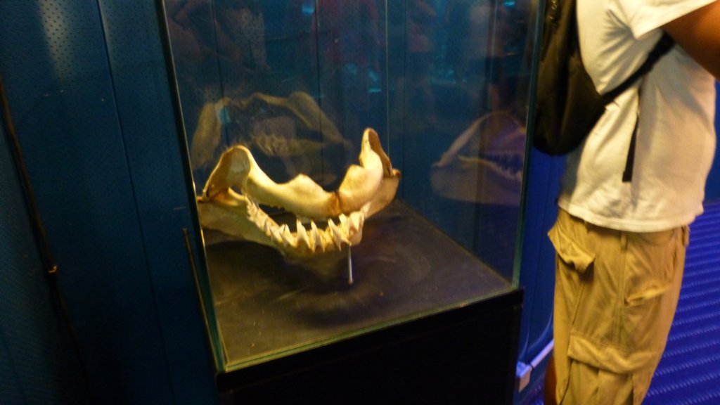 photo36.jpg