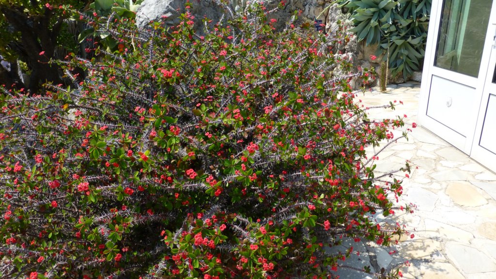 jardinexotiquedemonaco13.jpg