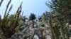 jardinexotiquedemonaco32_small.jpg