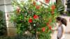 photo66_small.jpg