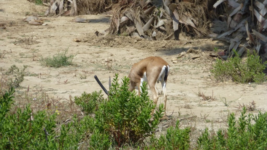 cuviersgazelle3.jpg