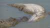 photo106_small.jpg