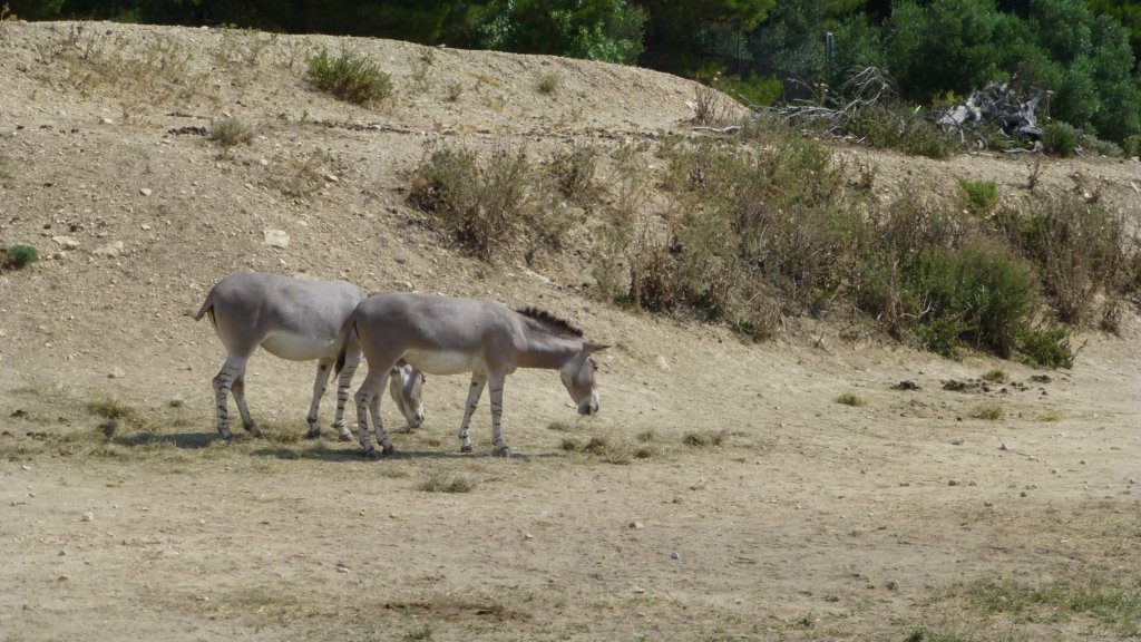 photo61.jpg