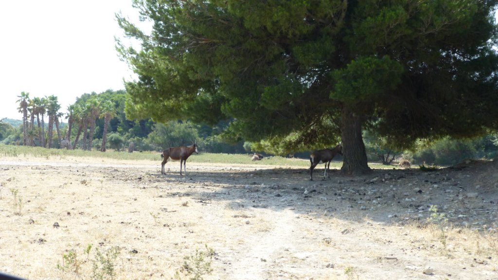 sableantelope3.jpg