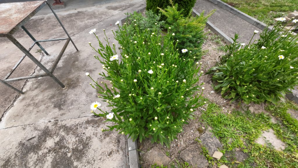 photo61.jpg