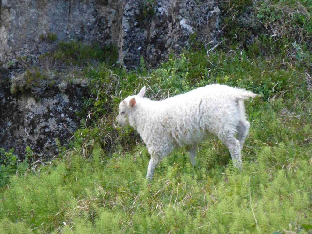 thingvellirnationalpark34.jpg