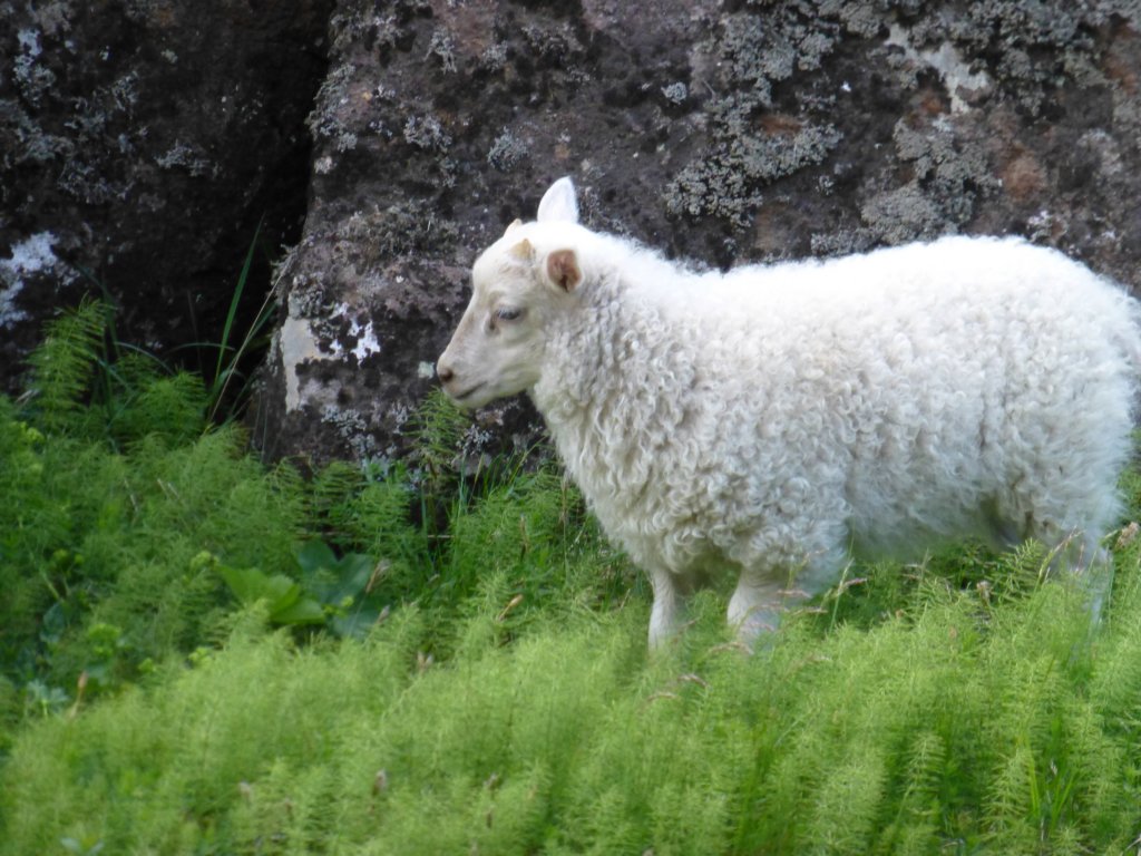 thingvellirnationalpark37.jpg
