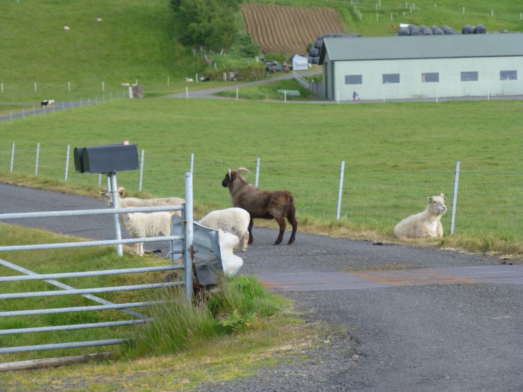 seljalandsfossskogafoss4.jpg