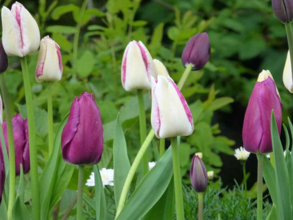 photo72.jpg