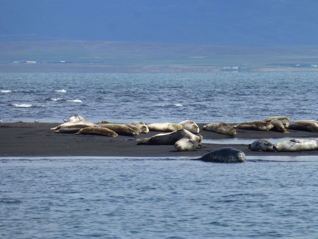 hvitserkur43.jpg