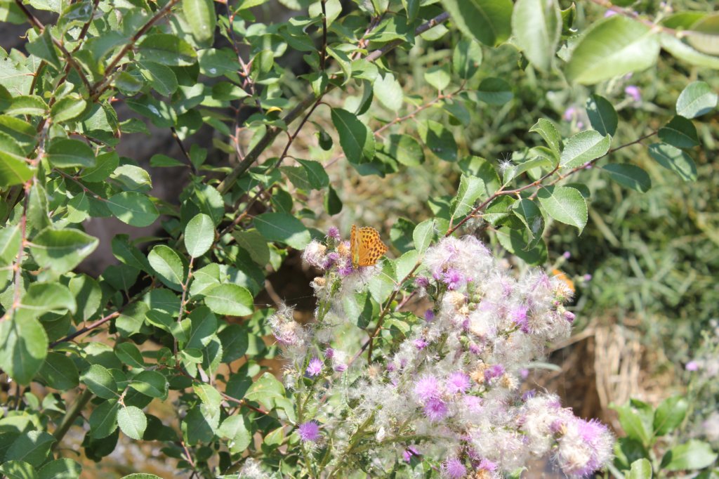 photo11.jpg