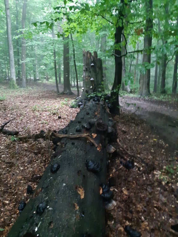 photo34.jpg