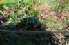 photo126_small.jpg