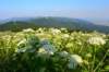 photo139_small.jpg