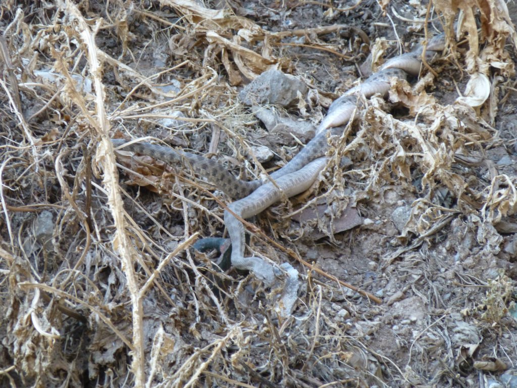 photo46.jpg