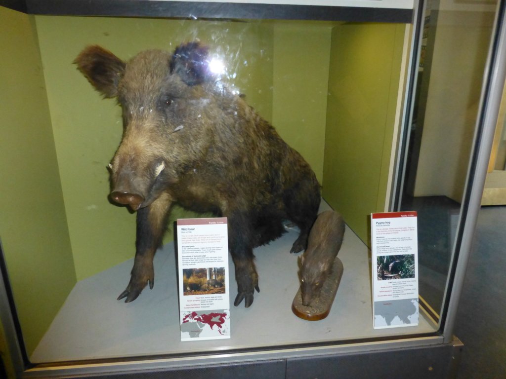 naturalhistorymuseum10.jpg