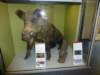 naturalhistorymuseum10_small.jpg