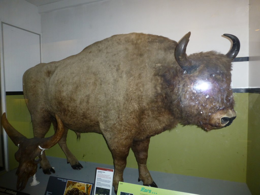 naturalhistorymuseum11.jpg