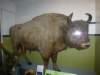 naturalhistorymuseum11_small.jpg