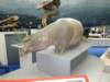 naturalhistorymuseum14_small.jpg