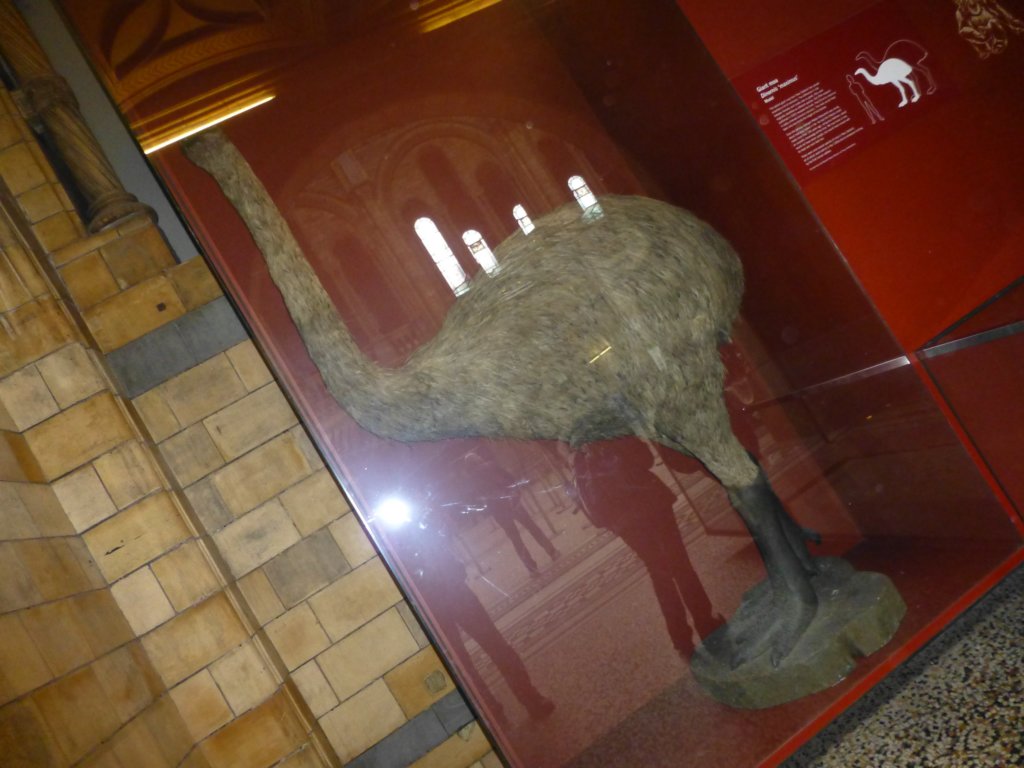 naturalhistorymuseum2.jpg