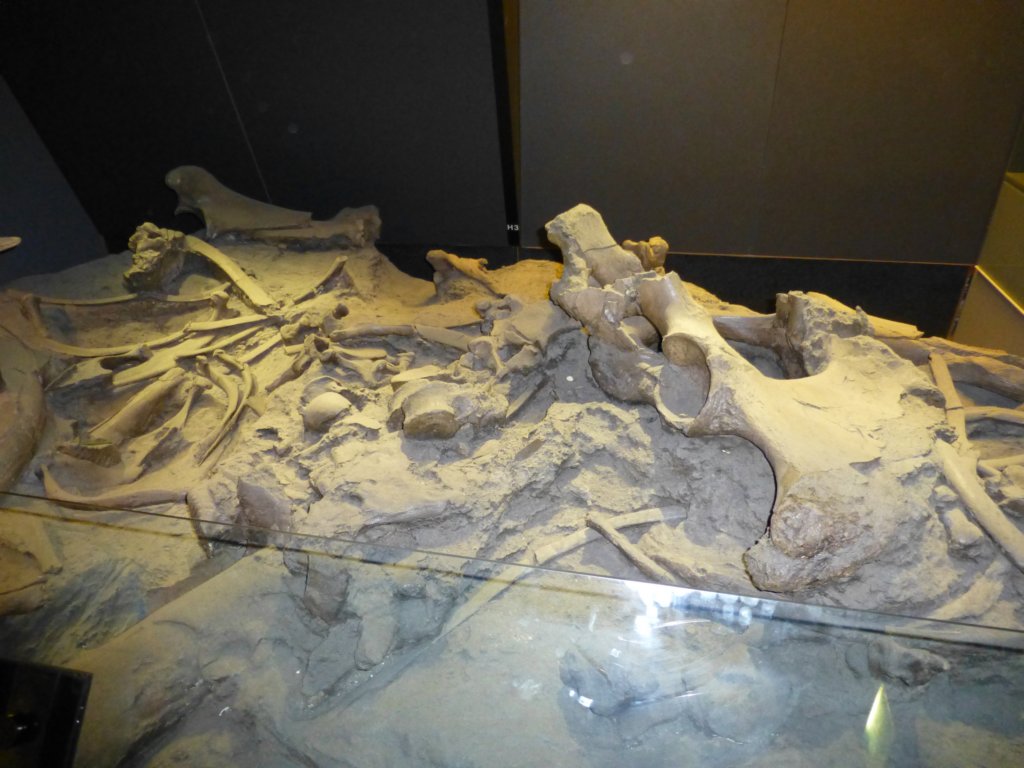 naturalhistorymuseum29.jpg