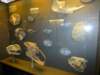 naturalhistorymuseum30_small.jpg