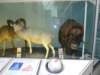 naturalhistorymuseum9_small.jpg