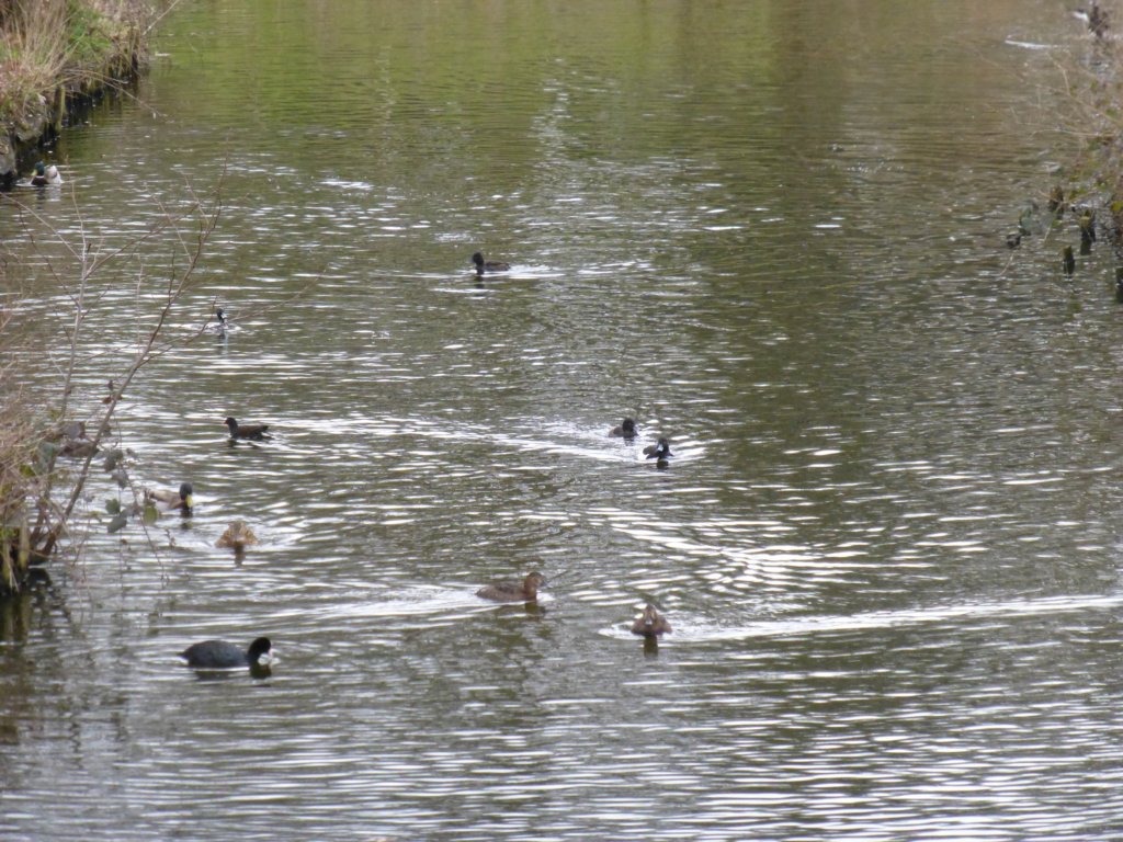 regentspark3.jpg