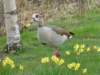 regentspark8_small.jpg