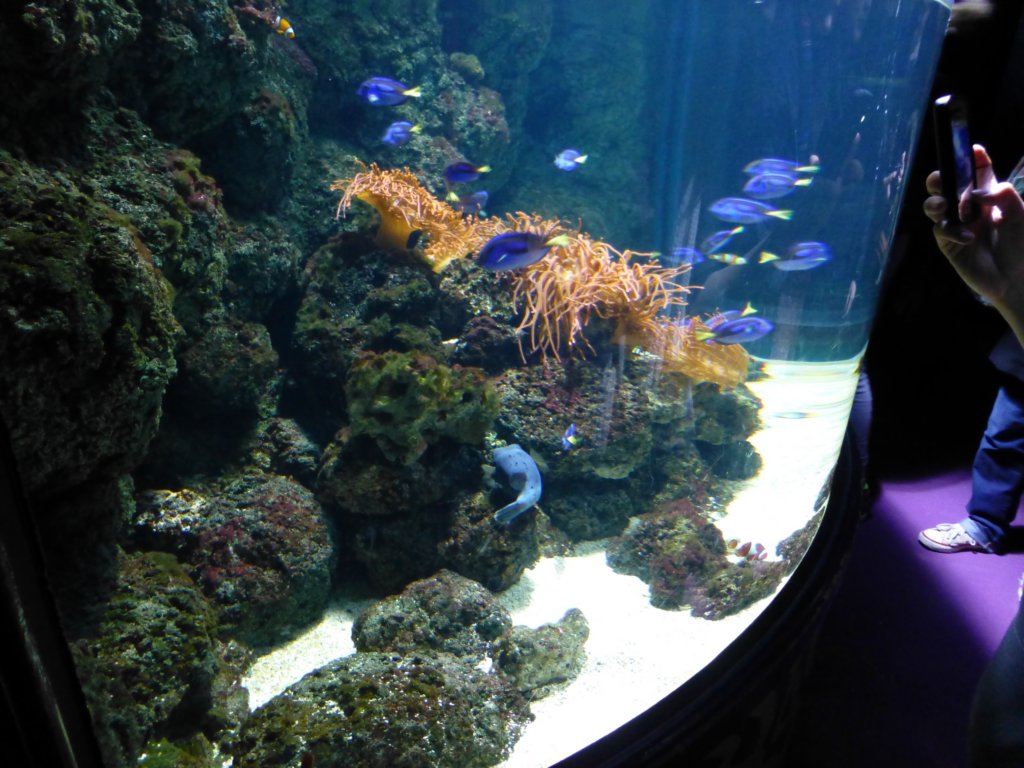 findingnemo.jpg