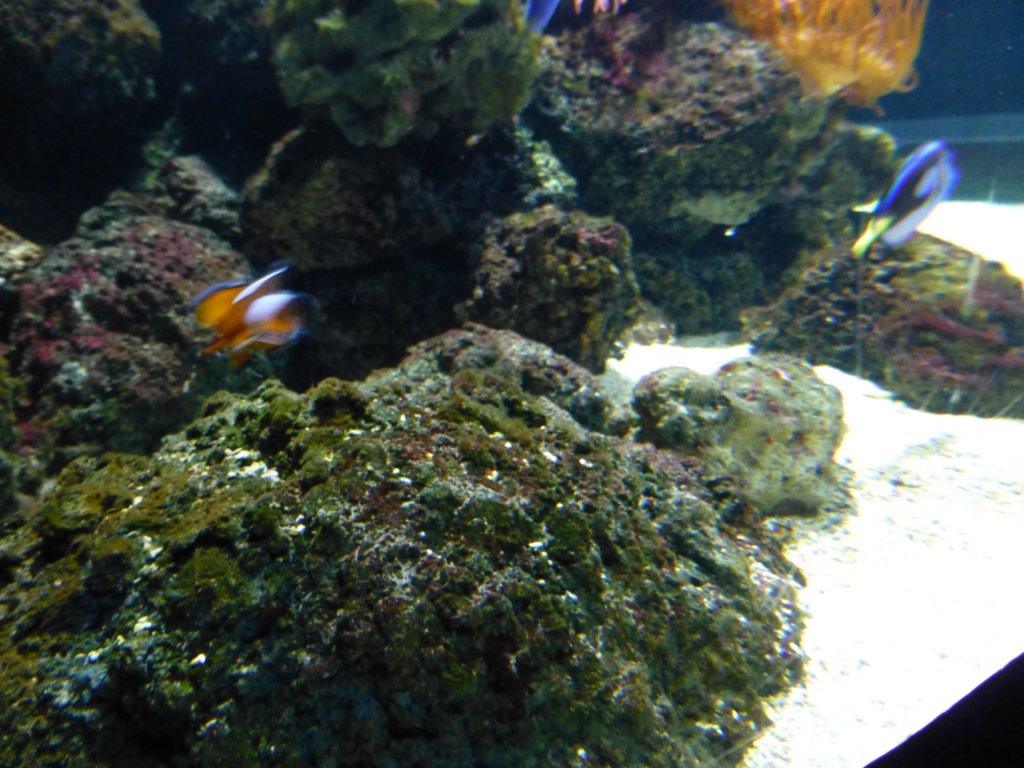 findingnemo10.jpg