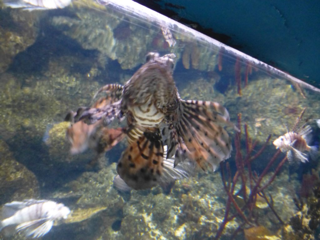 findingnemo12.jpg