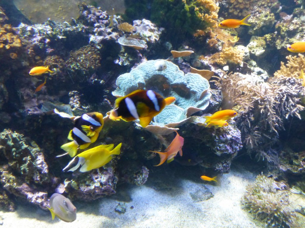 findingnemo15.jpg
