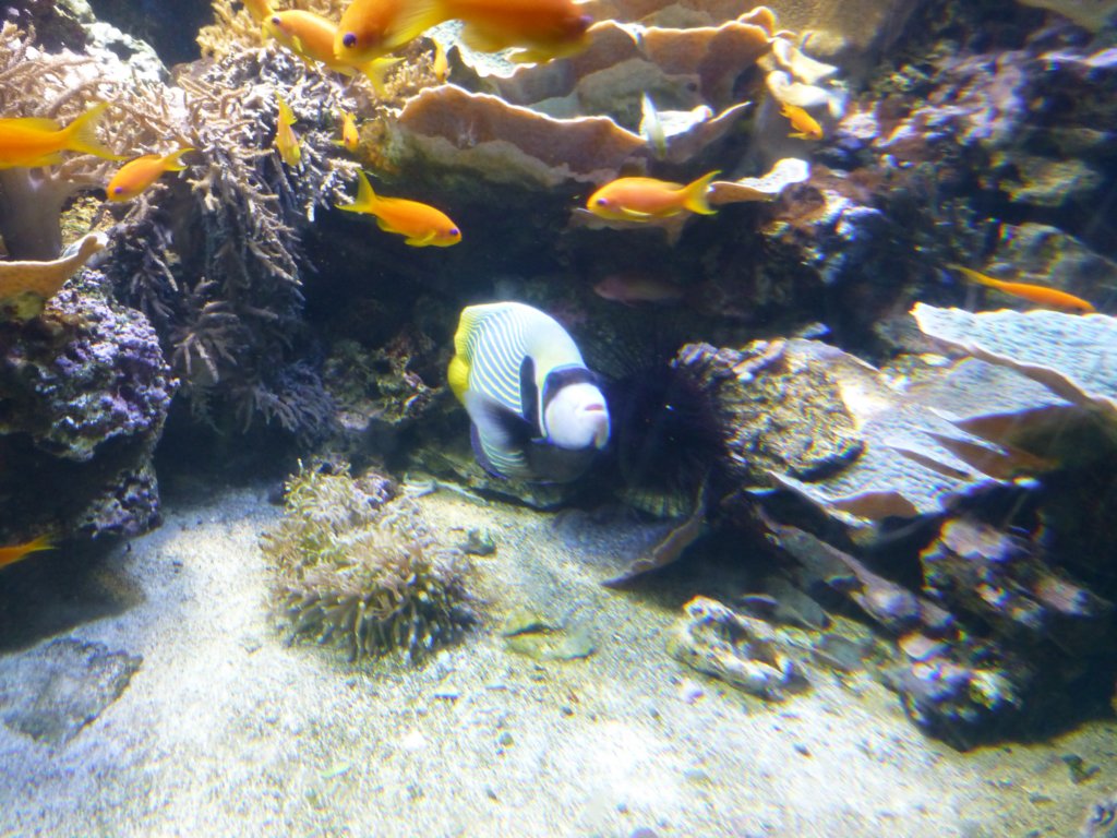 findingnemo17.jpg