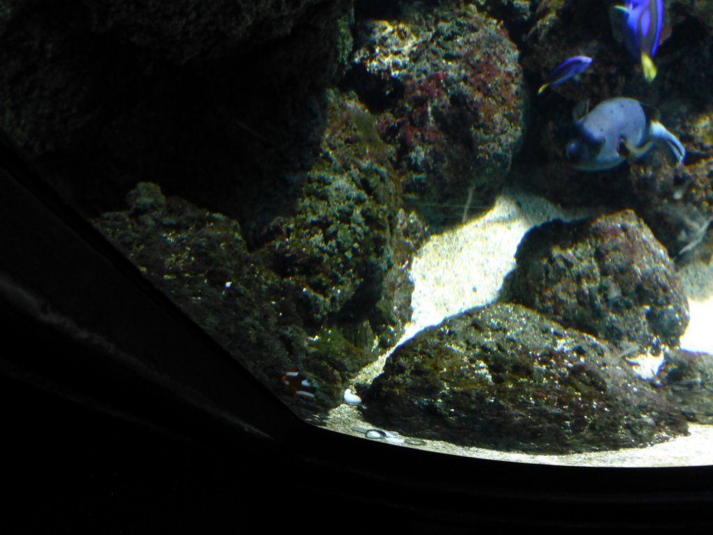 findingnemo2.jpg