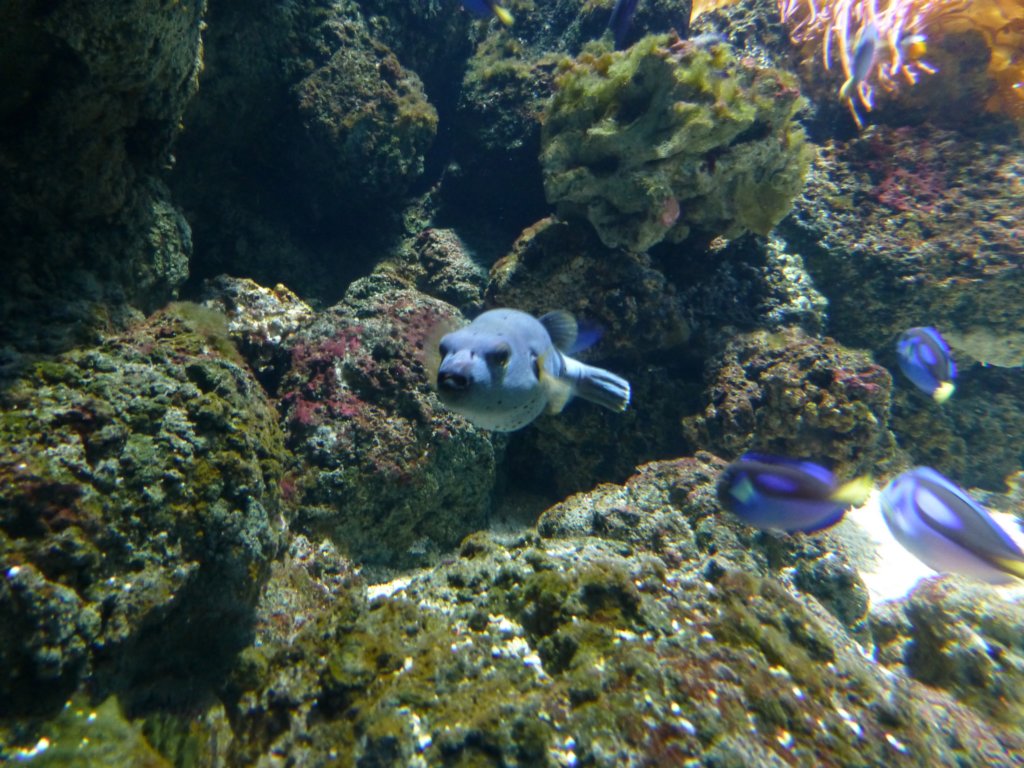 findingnemo4.jpg