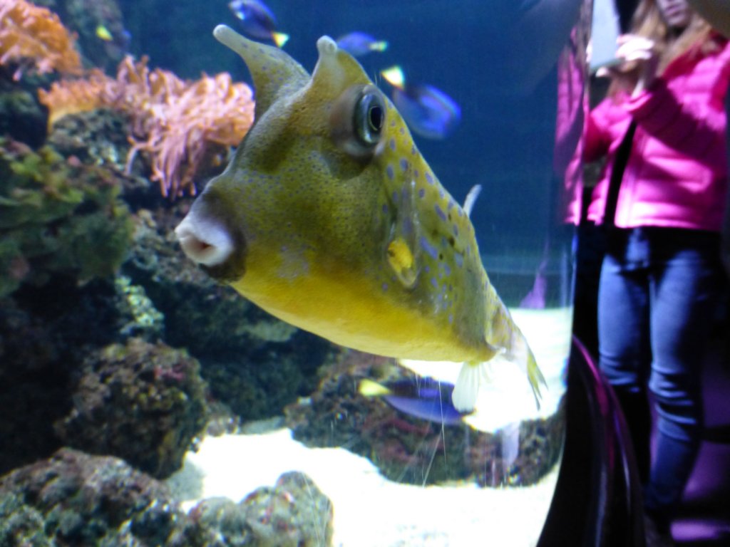 findingnemo7.jpg