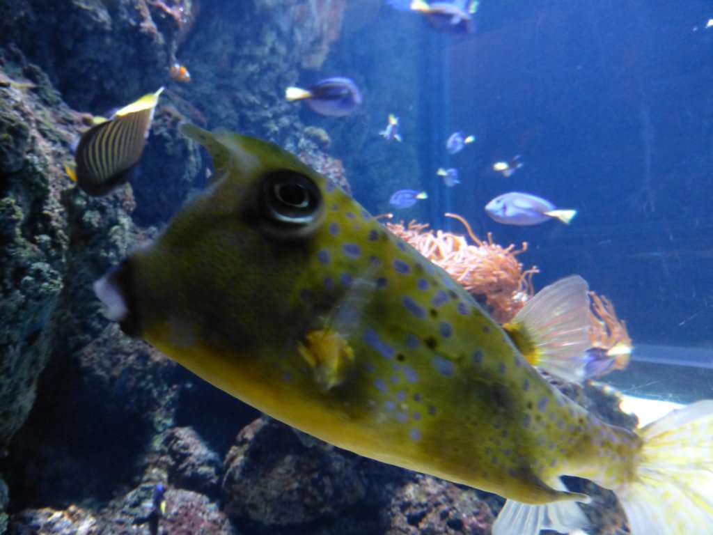 findingnemo8.jpg