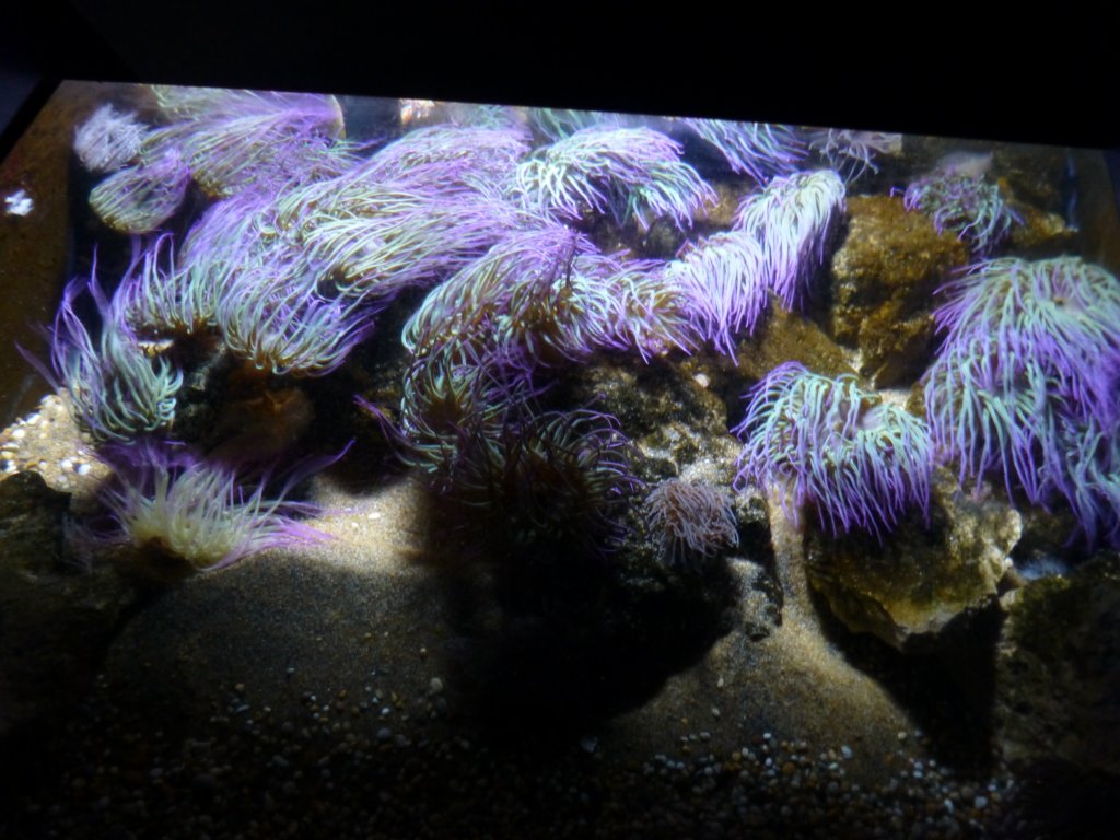 sealifelondonaquarium12.jpg