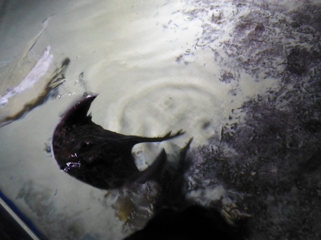 sealifelondonaquarium15.jpg