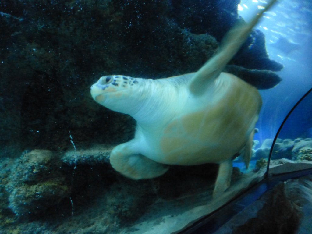 sealifelondonaquarium27.jpg