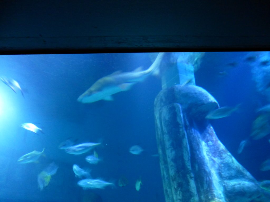 sealifelondonaquarium32.jpg