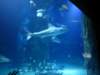 sealifelondonaquarium34_small.jpg