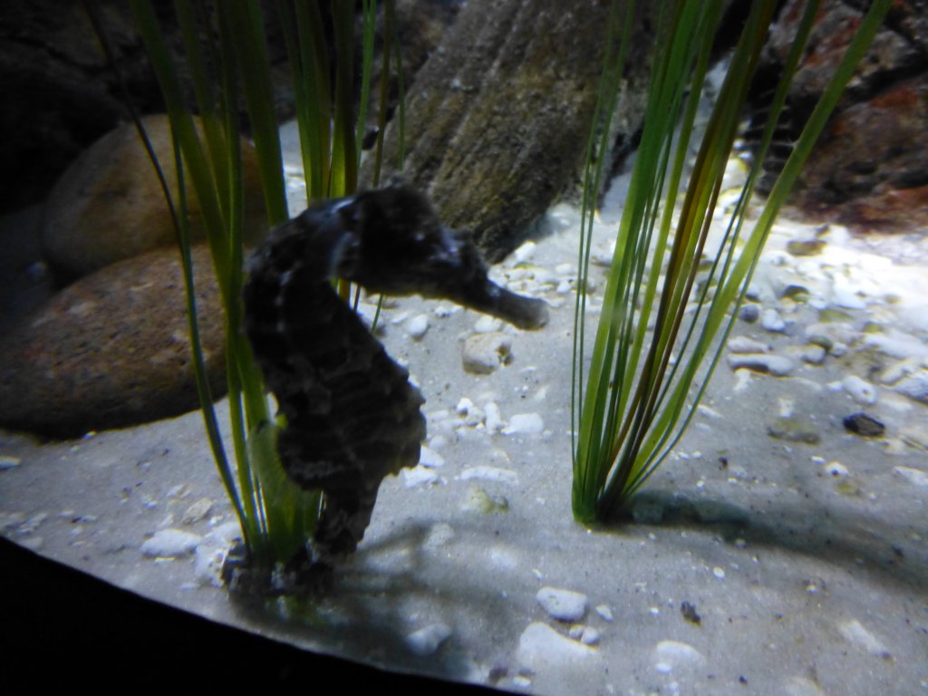 sealifelondonaquarium36.jpg