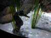 sealifelondonaquarium36_small.jpg